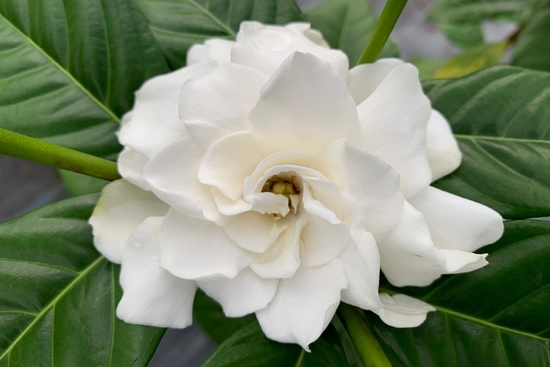 hoa dành dành kép