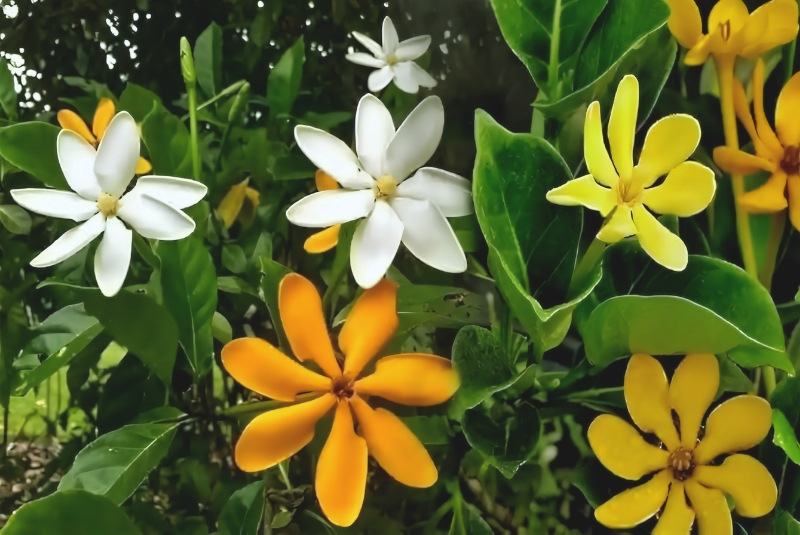 hoa dành dành là hoa gì