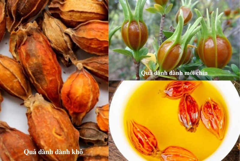 hoa dành dành trong y học cổ truyền