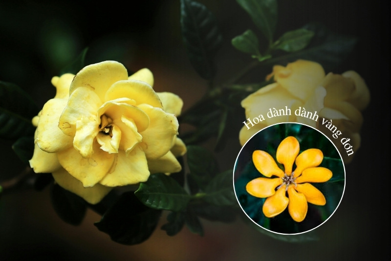 hoa dành dành vàng