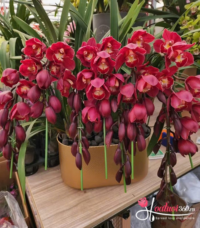 chăm sóc hoa địa lan đỏ tươi lâu tại nhà