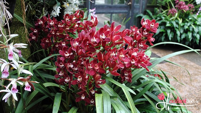 Đặc điểm của địa lan đỏ