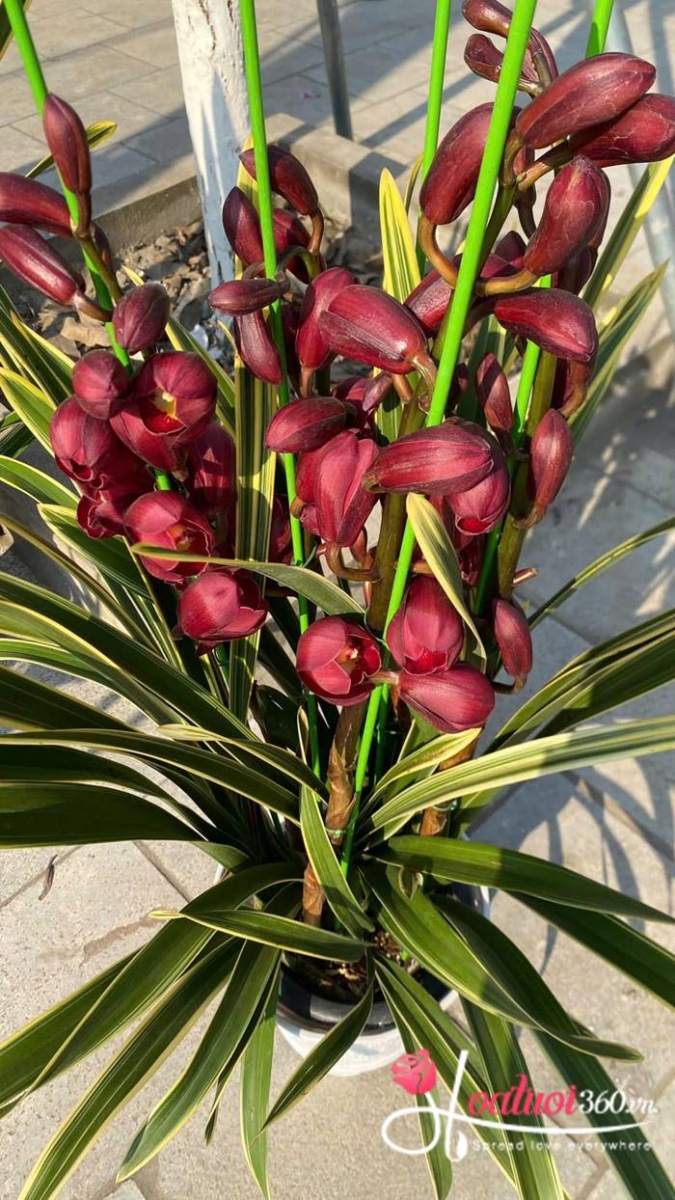 Địa lan đỏ nhập khẩu