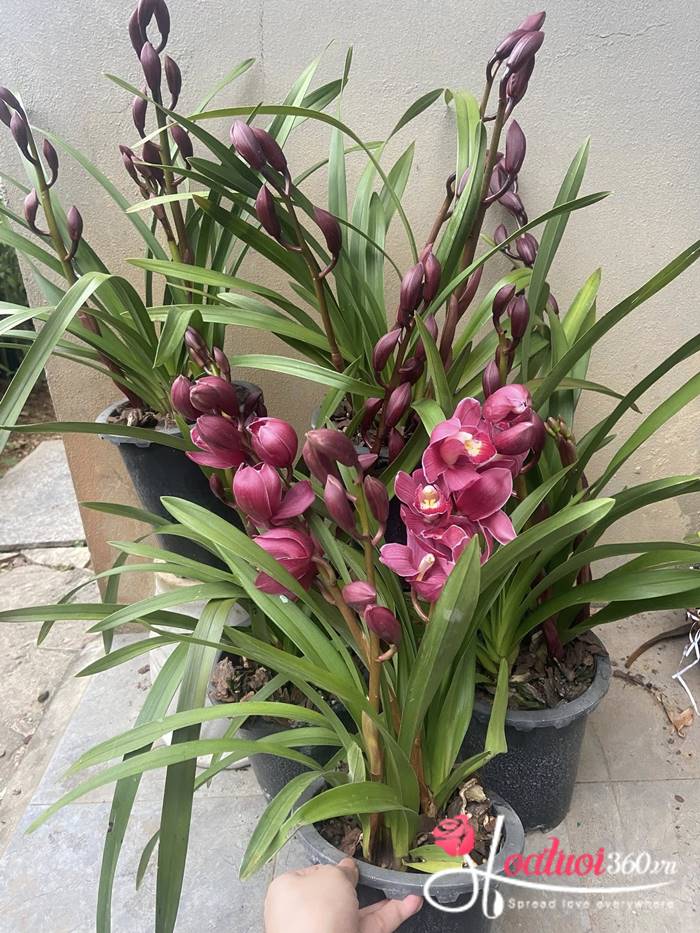 Địa lan Sato đỏ