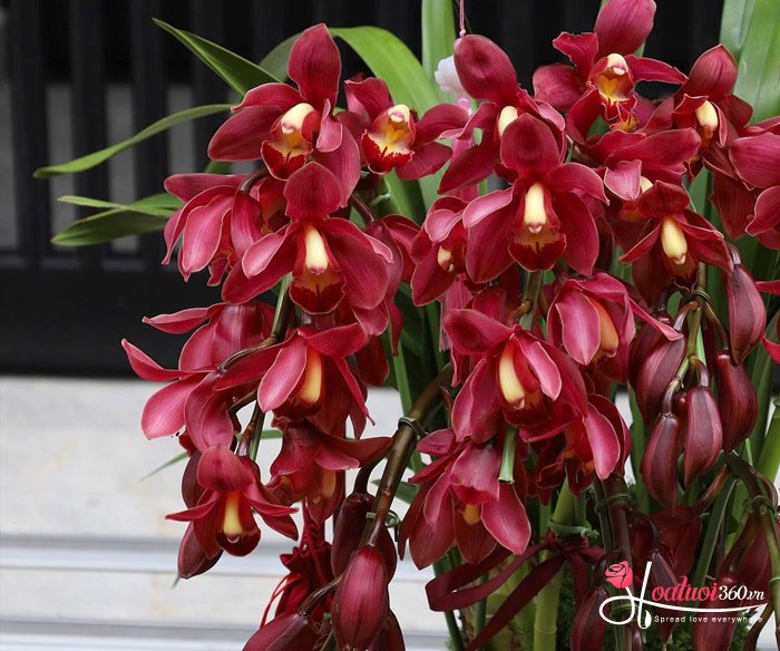Địa lan Trần Mộng đỏ (Hồng Lan)