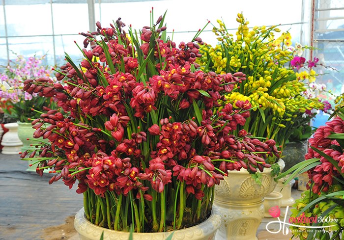 Nguồn gốc của hoa địa lan đỏ