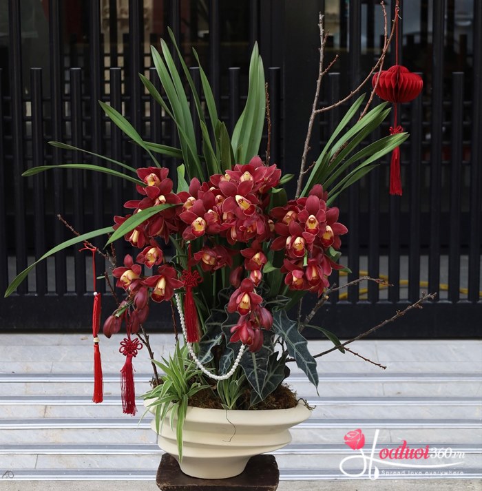 Cách chọn mua chậu địa lan đỏ chất lượng
