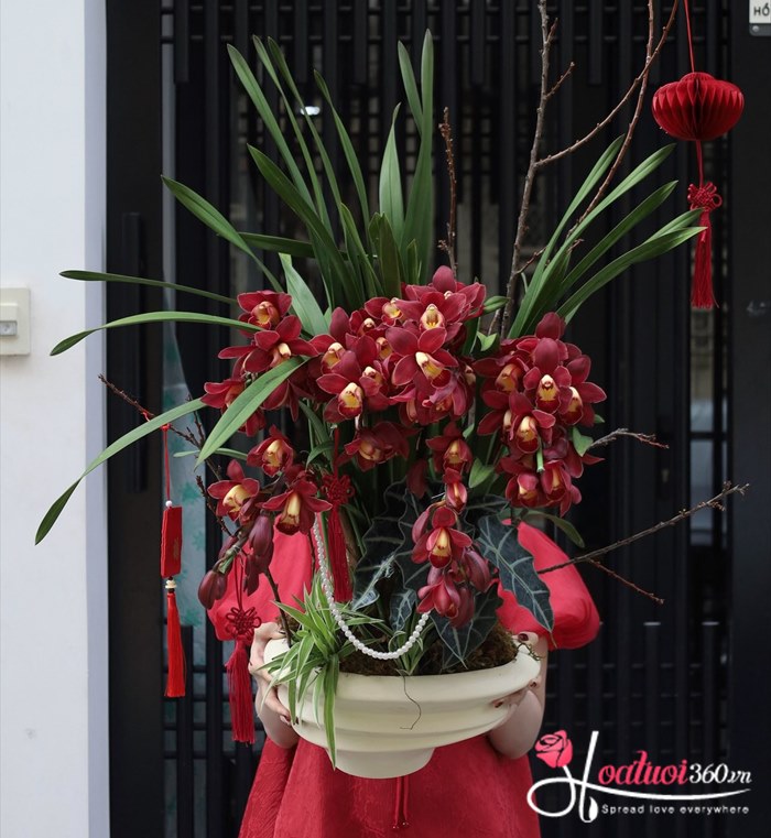 Ý nghĩa của hoa địa lan đỏ