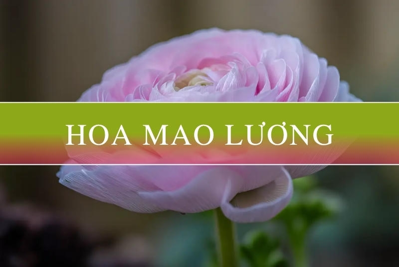Ý nghĩa hoa mao lương, đặc điểm và cách chăm sóc