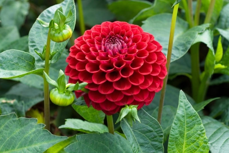 ý nghĩa hoa thược dược đỏ