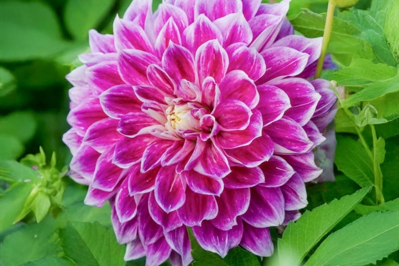 ý nghĩa hoa thược dược tím