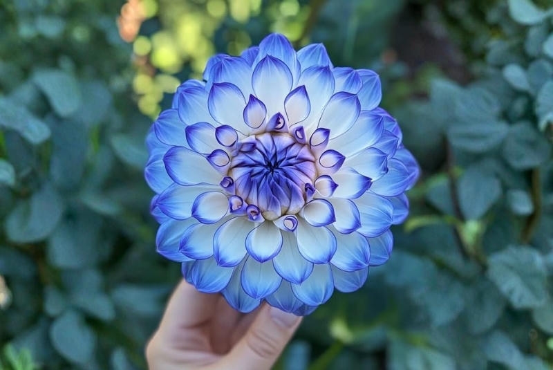 ý nghĩa hoa thược dược xanh