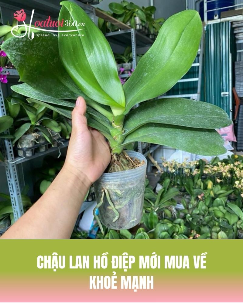 Kiểm tra tình trạng cây lan trước khi trồng