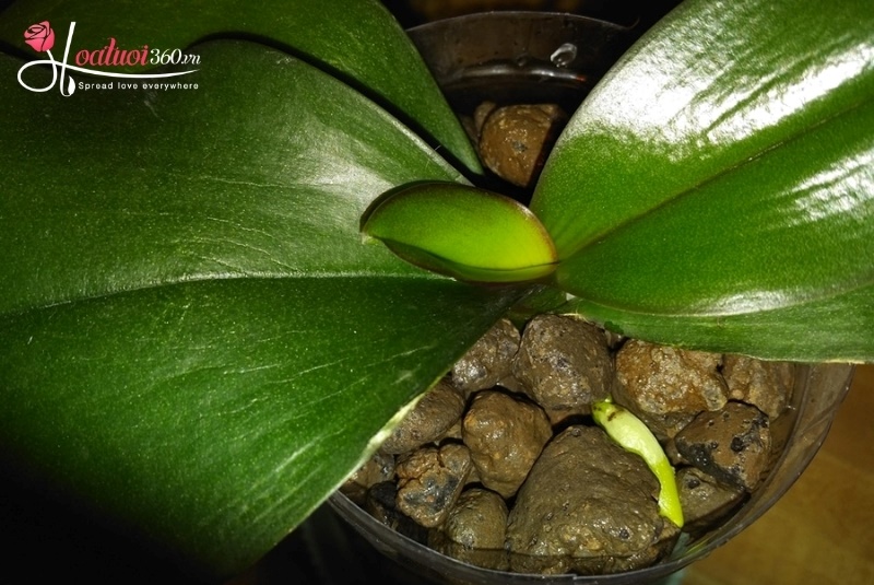 lá hoa lan hồ điệp