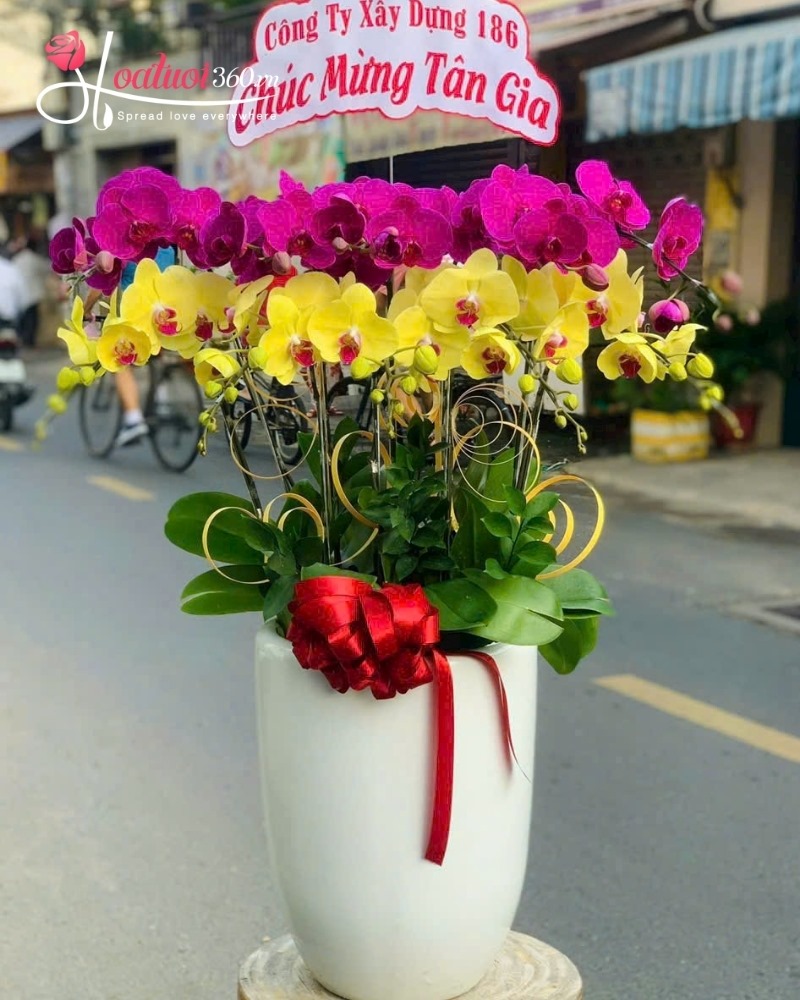 Mẫu lan hồ điệp 9 cành bình cao chưng phòng làm việc