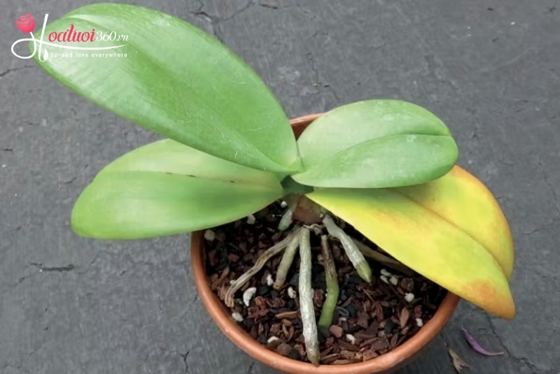 Phòng trừ sâu bệnh thường gặp trên lan hồ điệp