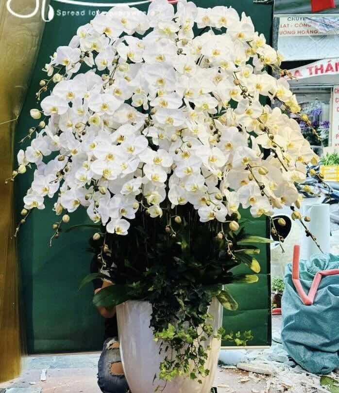 Lan Hồ Điệp trắng viếng đám tang sui gia
