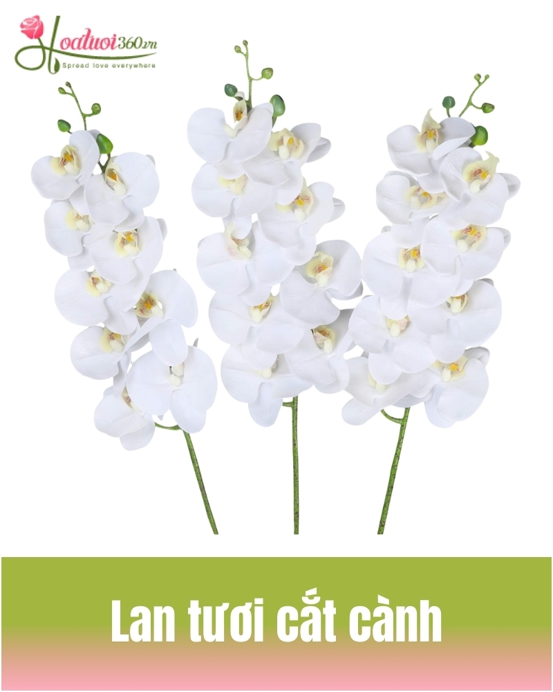 lan hồ điệp tươi