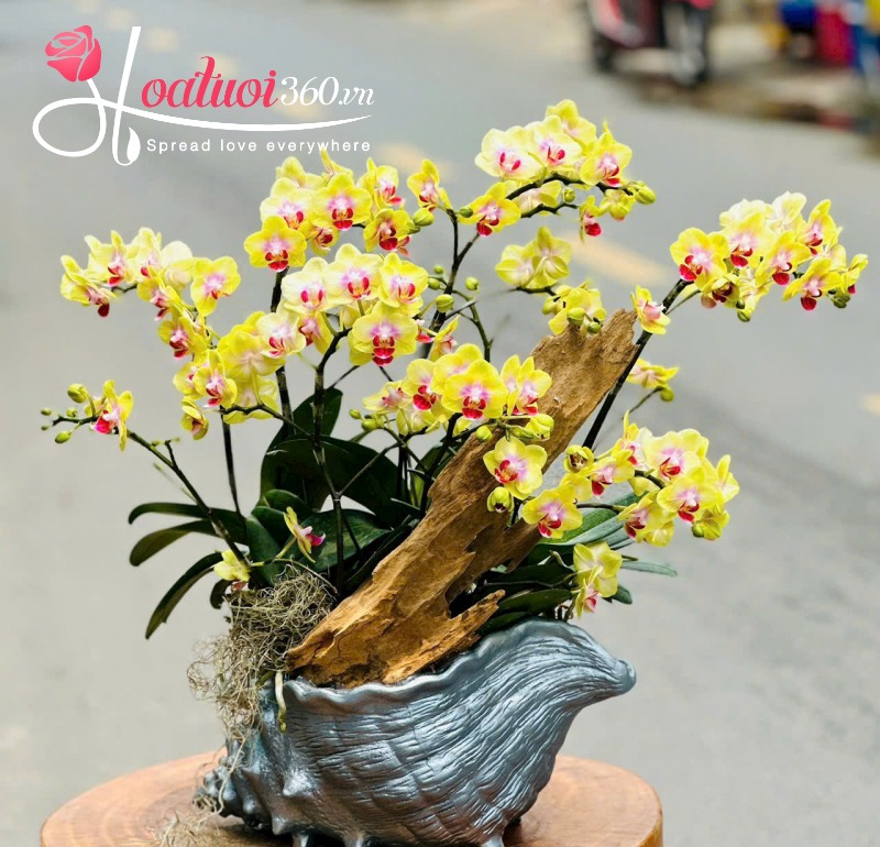 lẵng lan hồ điệp vàng 7 cành