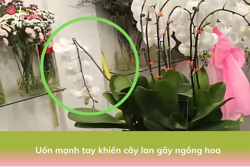 Một số lưu ý quan trọng cho người mới tập cắm lan