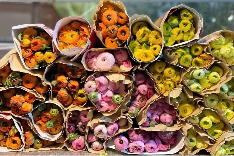 Nên mua hoa mao lương ở đâu