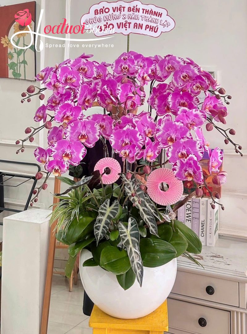 Nên tặng chậu lan hồ điệp 10 cành dịp nào