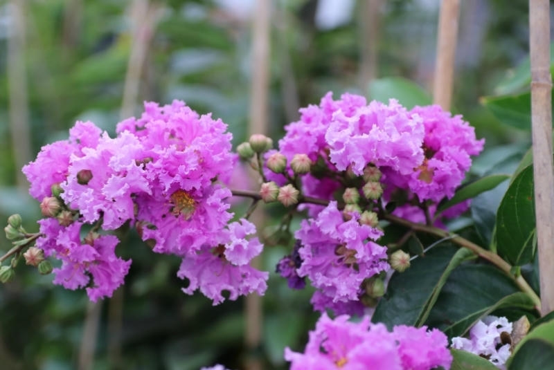 Nguồn gốc hoa bằng lăng