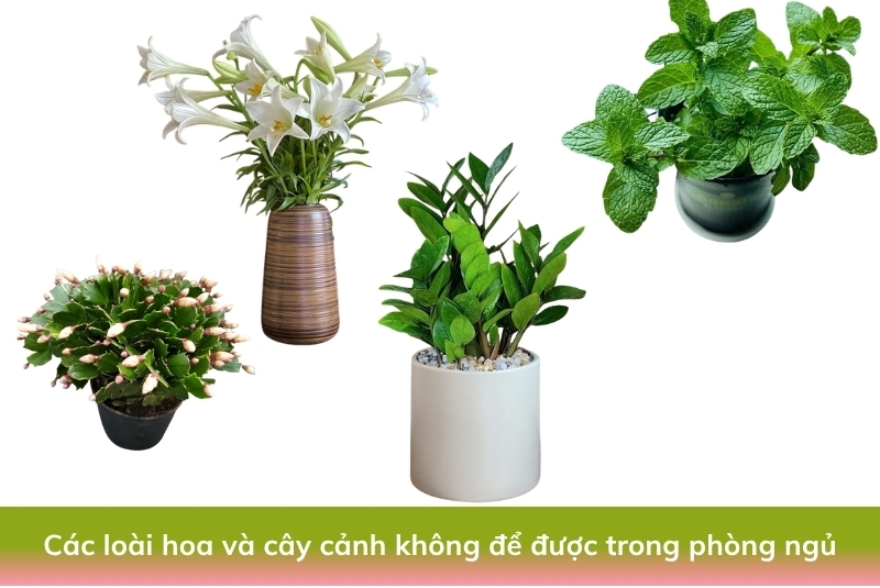 Các loài hoa tươi, cây xanh không nên đặt ở phòng ngủ