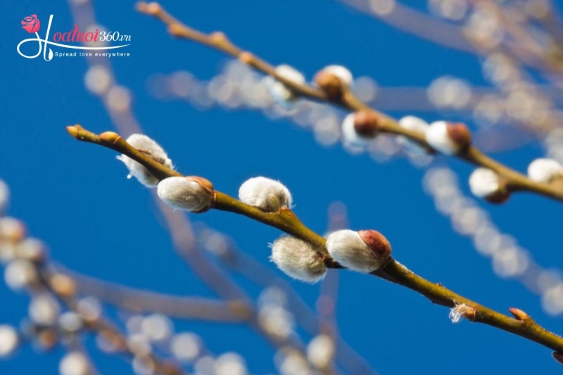 Nụ tầm xuân tượng trưng cho sự bền vững, kiên trì