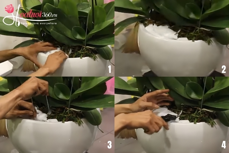 phân tầng chậu lan hồ điệp 9 cành