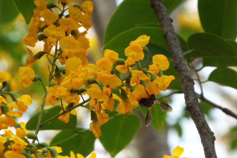 quốc hoa các nước