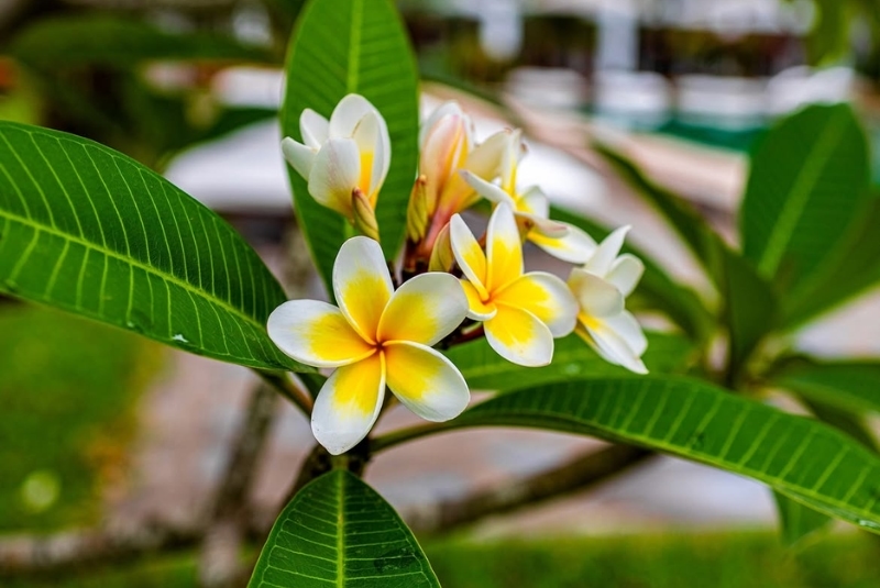 quốc hoa các nước