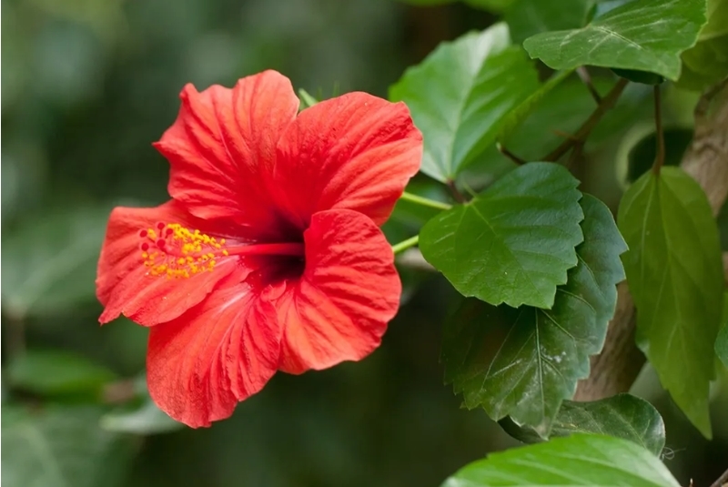 quốc hoa các nước