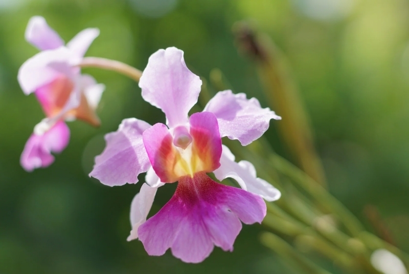 quốc hoa các nước