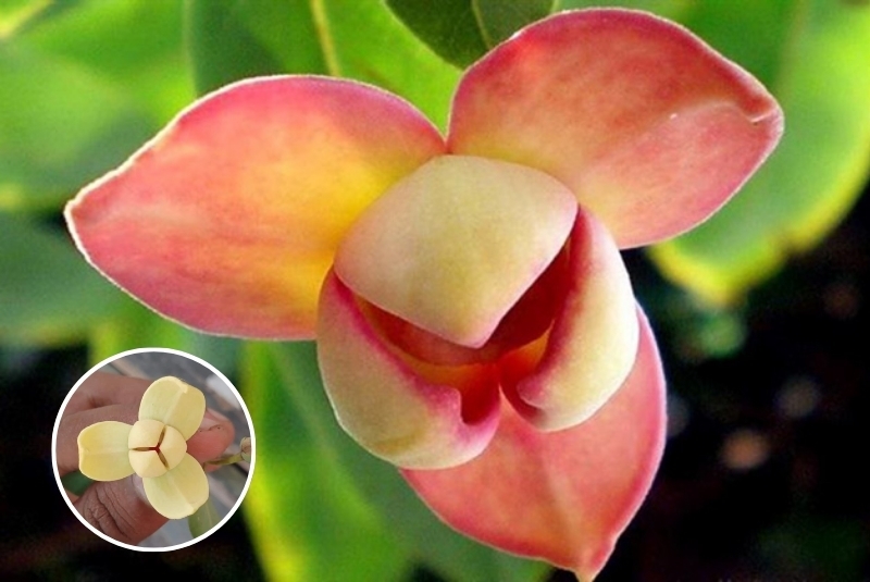 quốc hoa các nước
