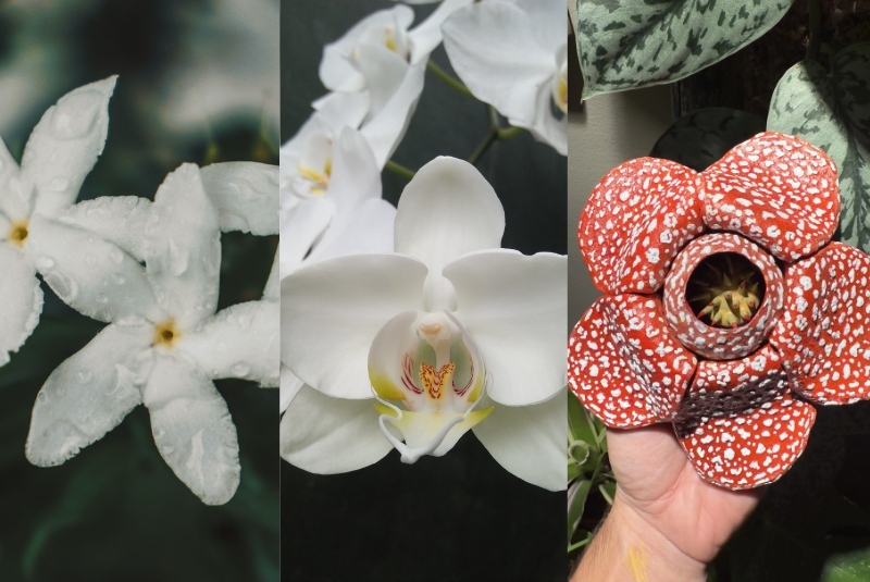quốc hoa các nước