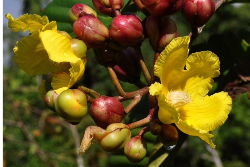 quốc hoa các nước