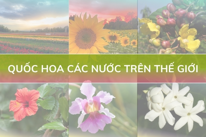 15 quốc hoa các nước nổi bật trên thế giới
