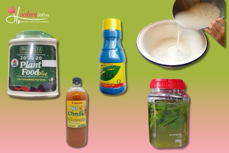 Quy trình chăm sóc lan hồ điệp trong 2 tháng đầu