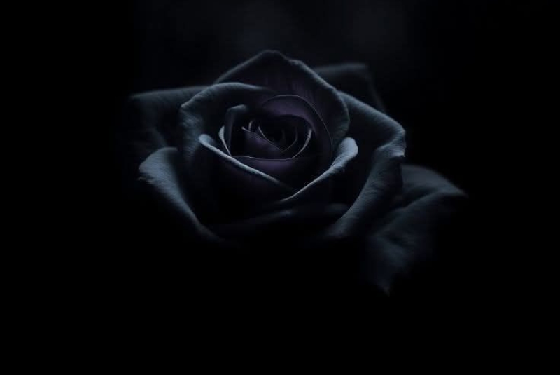 Sự tích của hoa hồng đen
