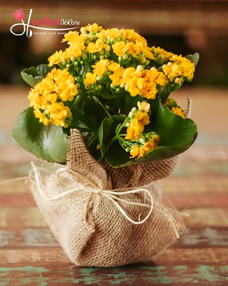 chậu hoa sống đời tặng mẹ ngày 8/3