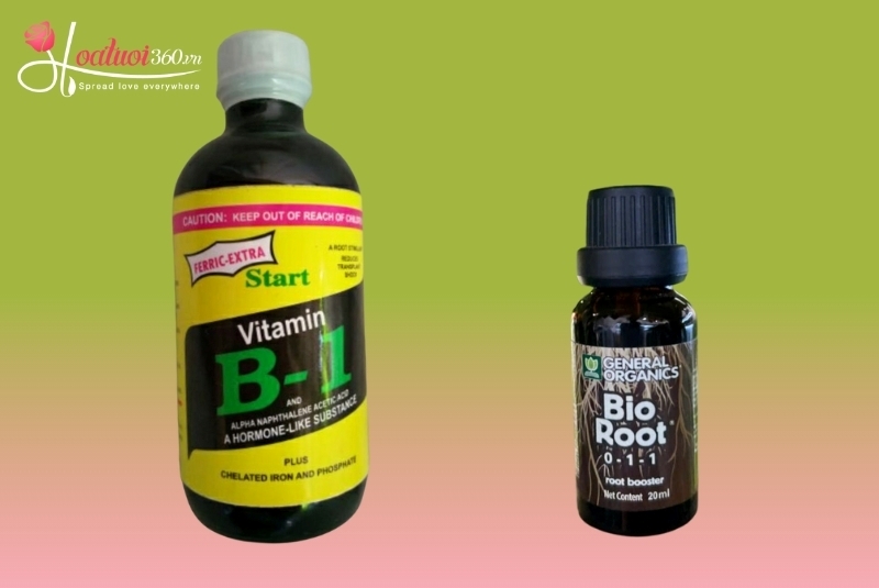 Bổ sung phân hữu cơ và thuốc dưỡng lan hồ điệp