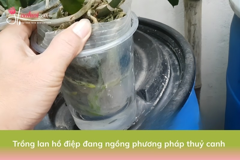 trồng lan đang ngồng phương pháp thuỷ canh