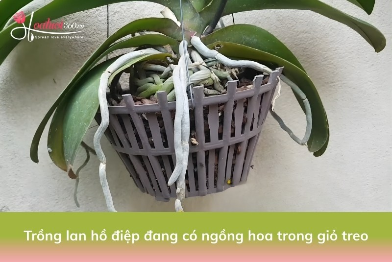 trồng lan đang ngồng trong giỏ treo