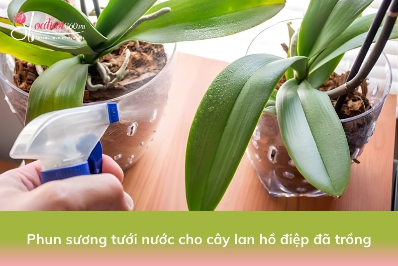  Tưới nước cho cây lan hồ điệp sau khi trồng lại