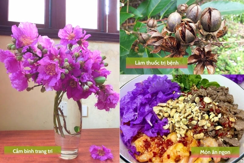 Ứng dụng hoa bằng lăng trong đời sống, y học