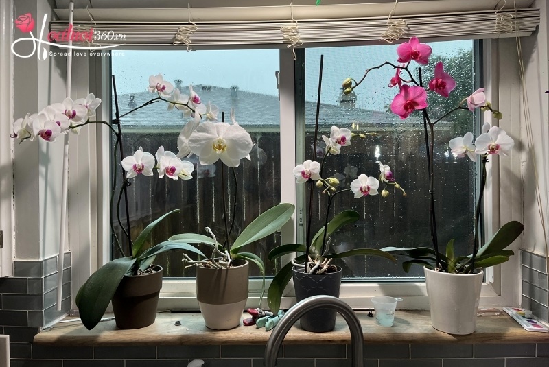 Vị trí đặt chậu lan hồ điệp trong nhà, ngoài vườn
