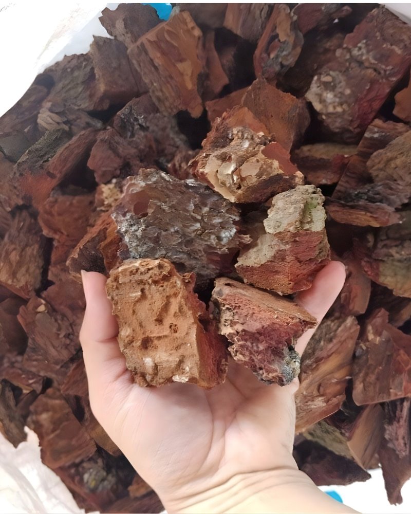 Lưu ý khi trồng lan hồ điệp bằng vỏ thông