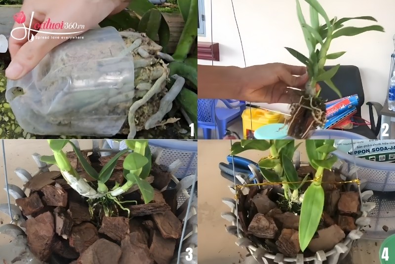 Xử lý tách bầu và đặt cây lan vào chậu