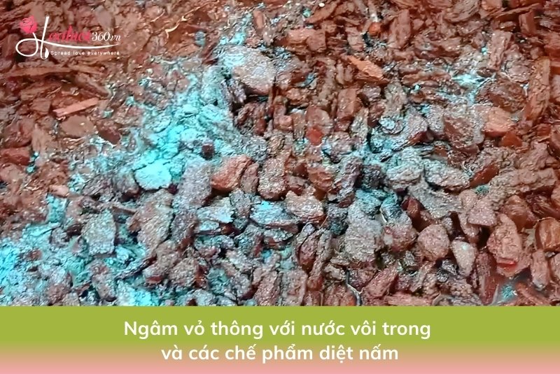 xử lý vỏ thông trồng lan